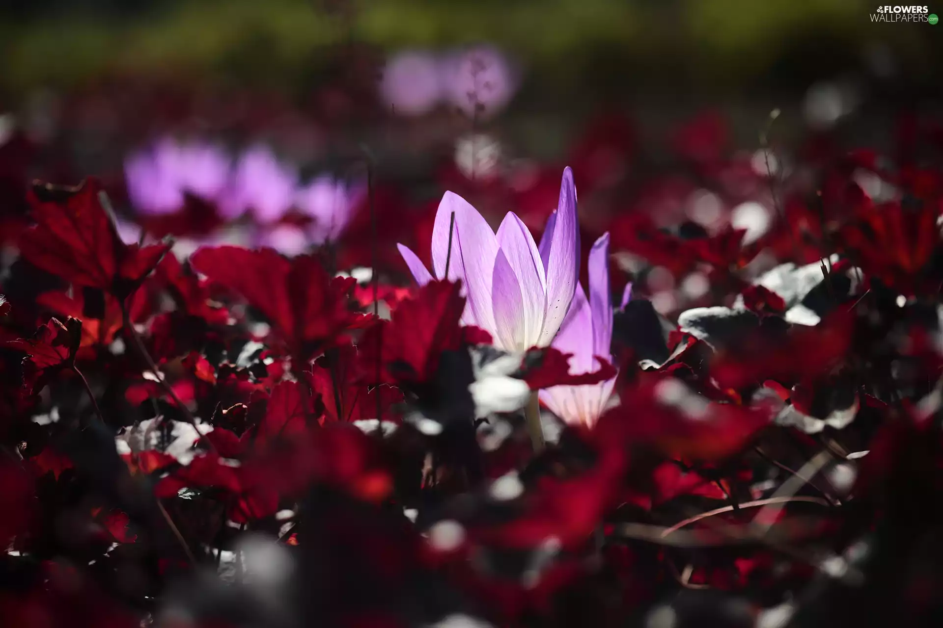 Leaf, colchicum, Red