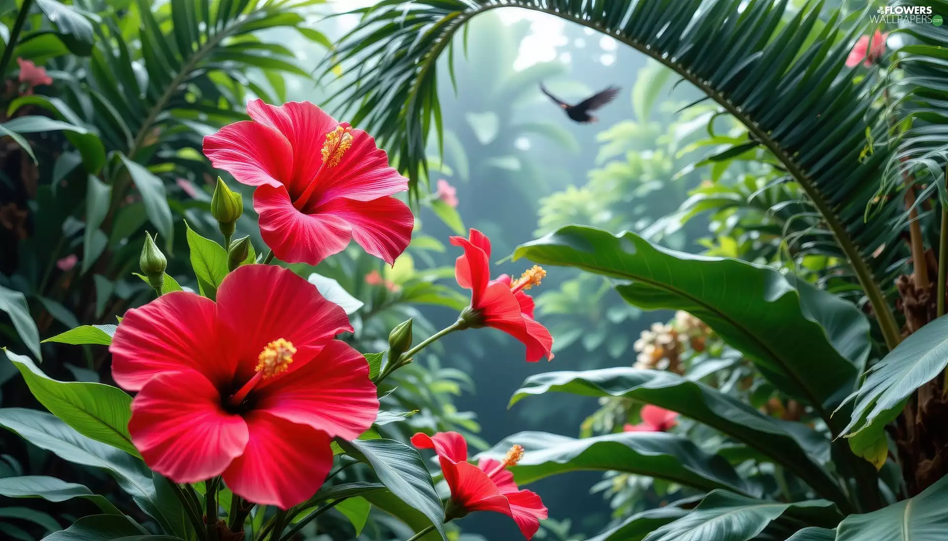 hibiskus, Leaf, Red, Flowers, developed