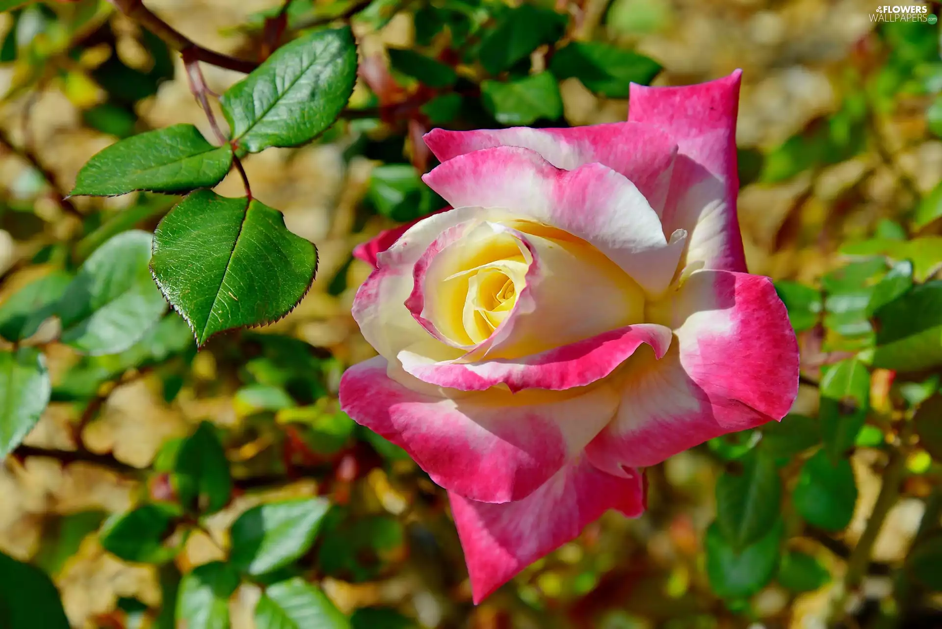 Colourfull Flowers, rose, Leaf, White and Pink