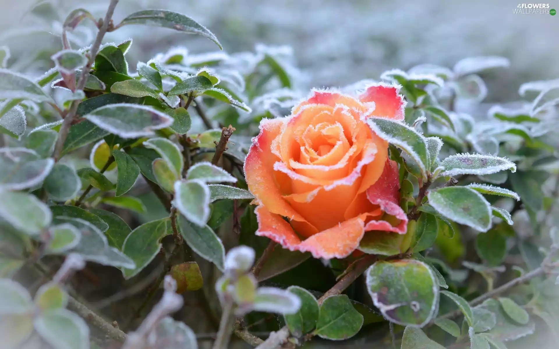 Leaf, frosted, rose