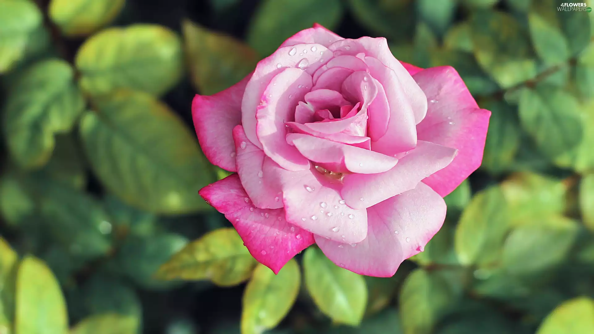 fuzzy, Leaf, rose, drops, Pink