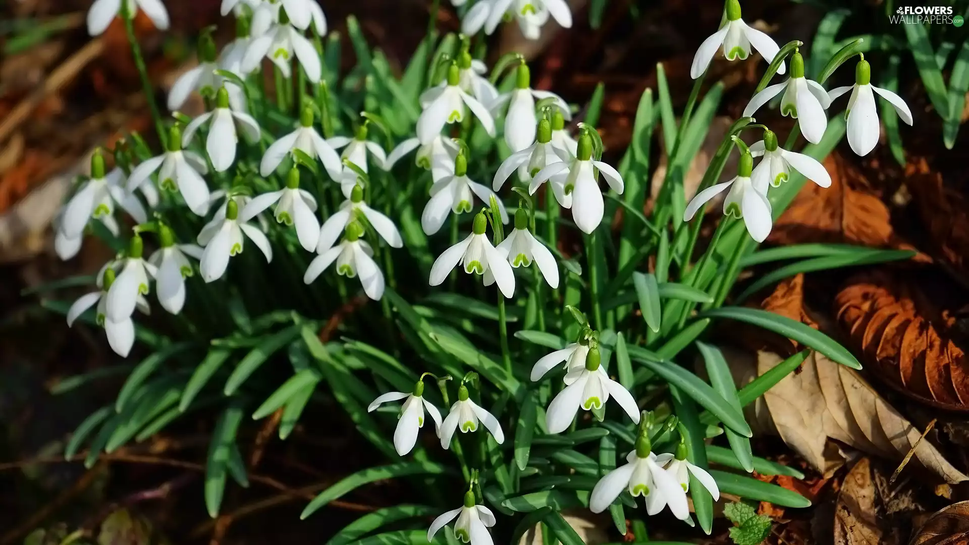 Leaf, Flowers, snowdrops