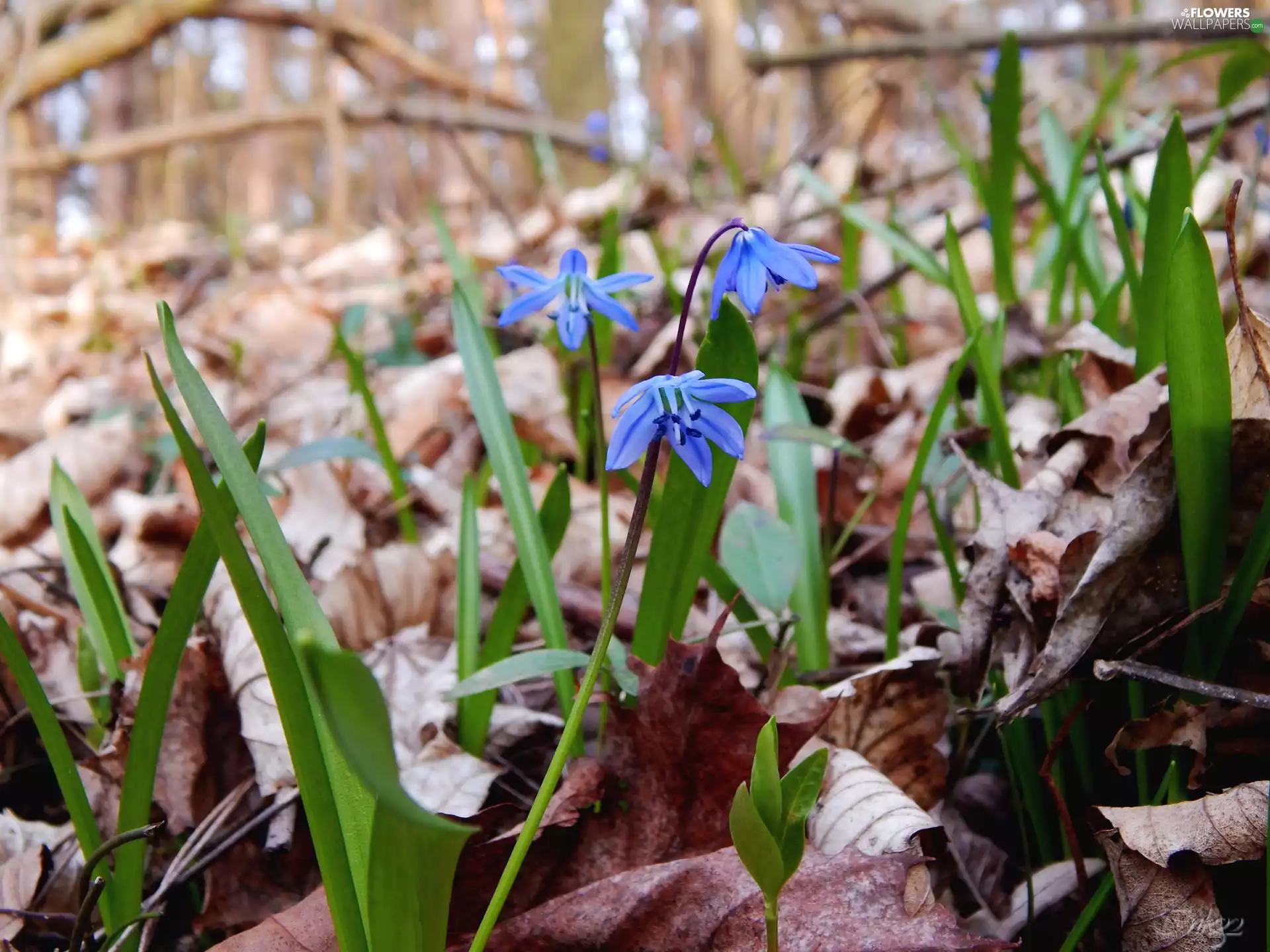 Leaf, Spring, Blue, Flowers, Siberian squill