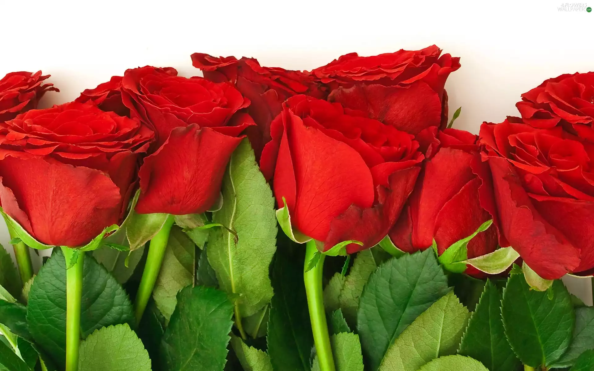 Leaf, roses, stems