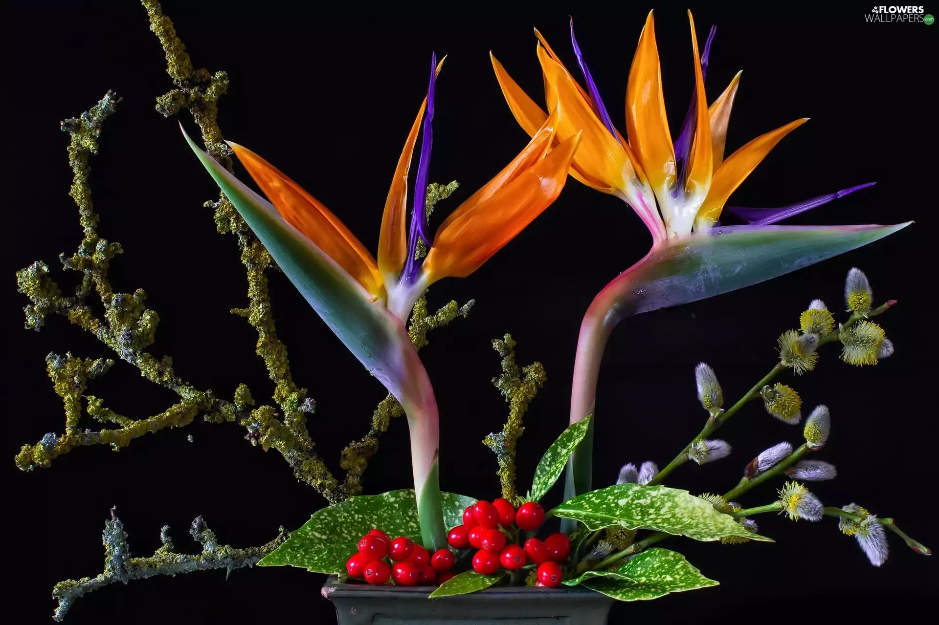 Twigs, Flowers, Plant, Leaf, database, Strelitzia