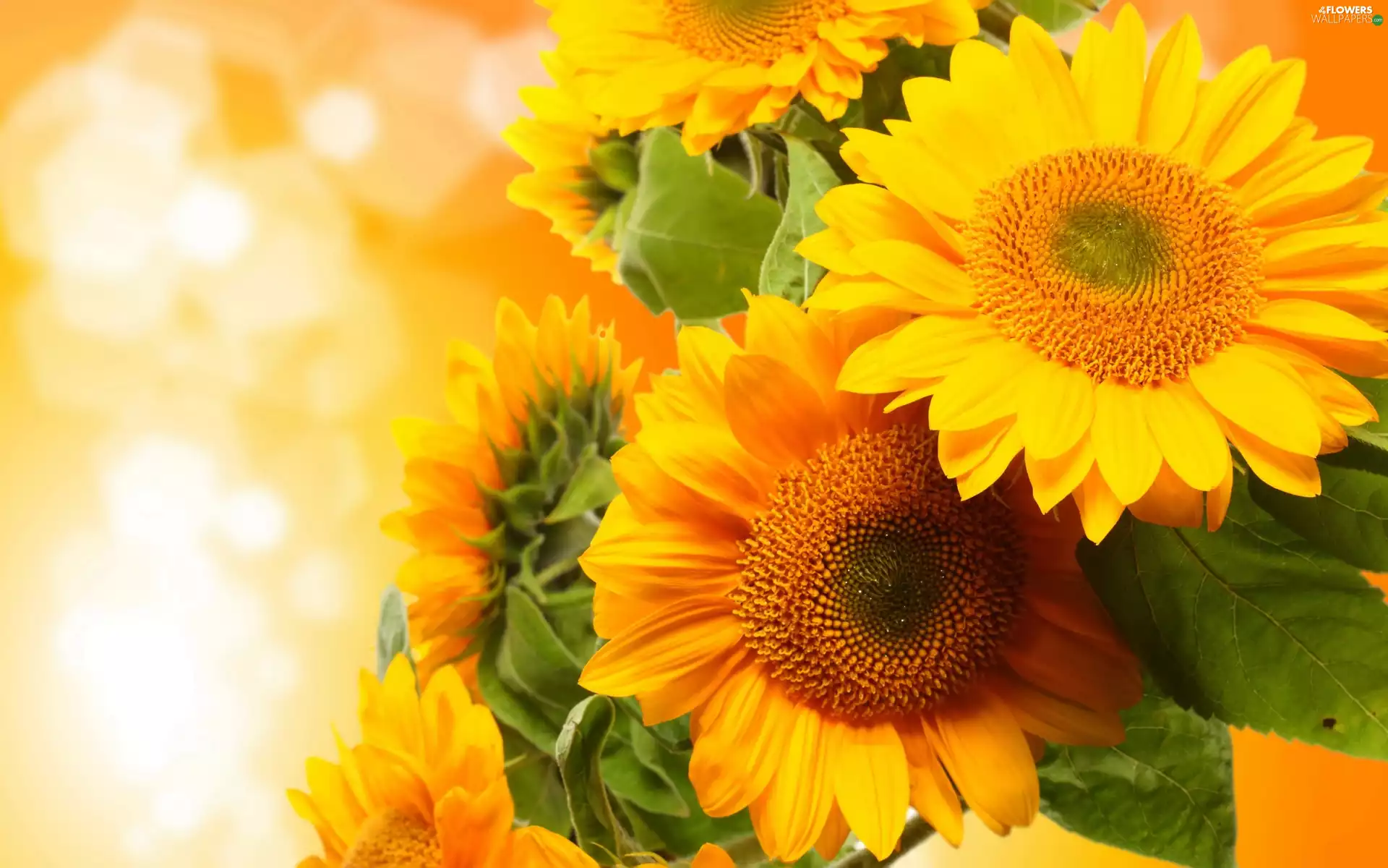 Leaf, Flowers, Sunflower