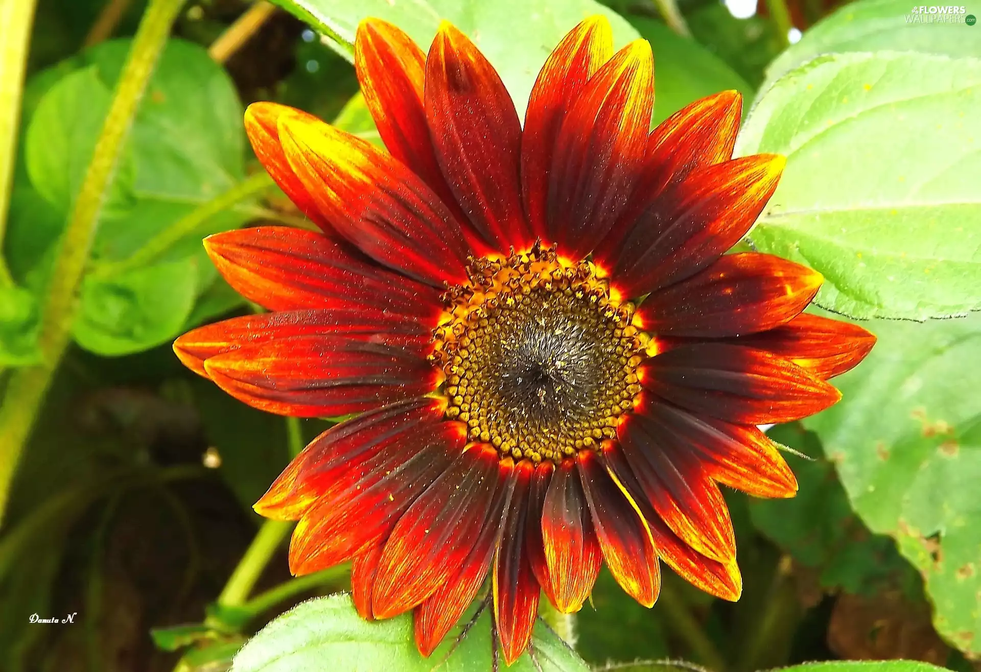 Sunflower, summer, Garden, Leaf