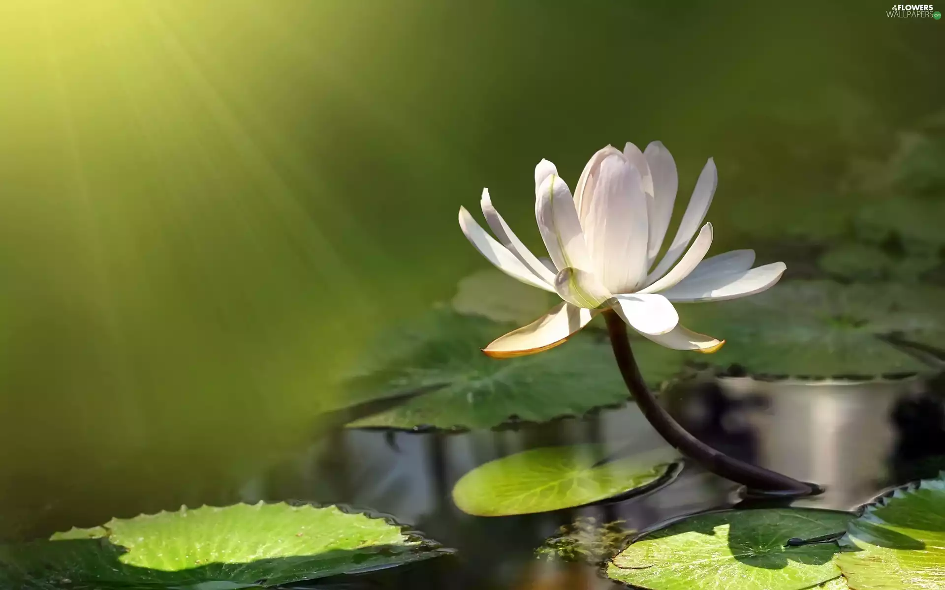 rays of the Sun, water, water-lily, Leaf