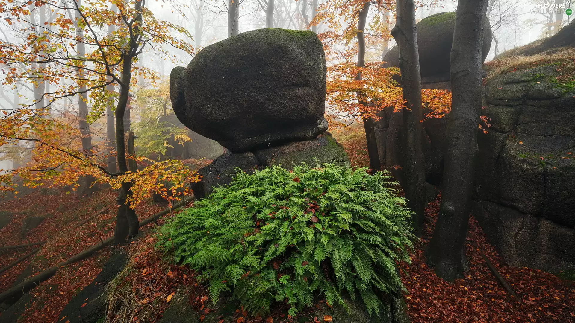 viewes, autumn, rocks, Leaf, Fern, trees
