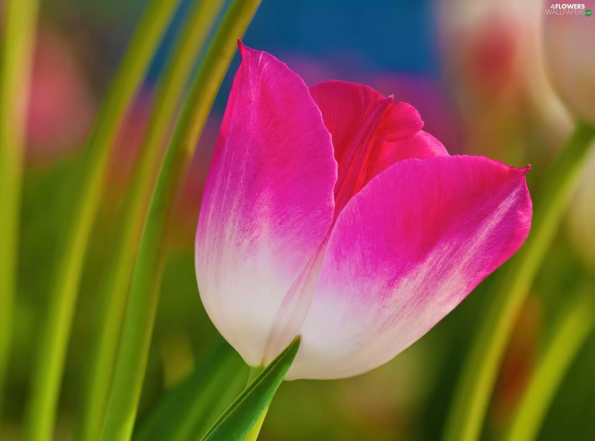 Leaf, Pink, tulip