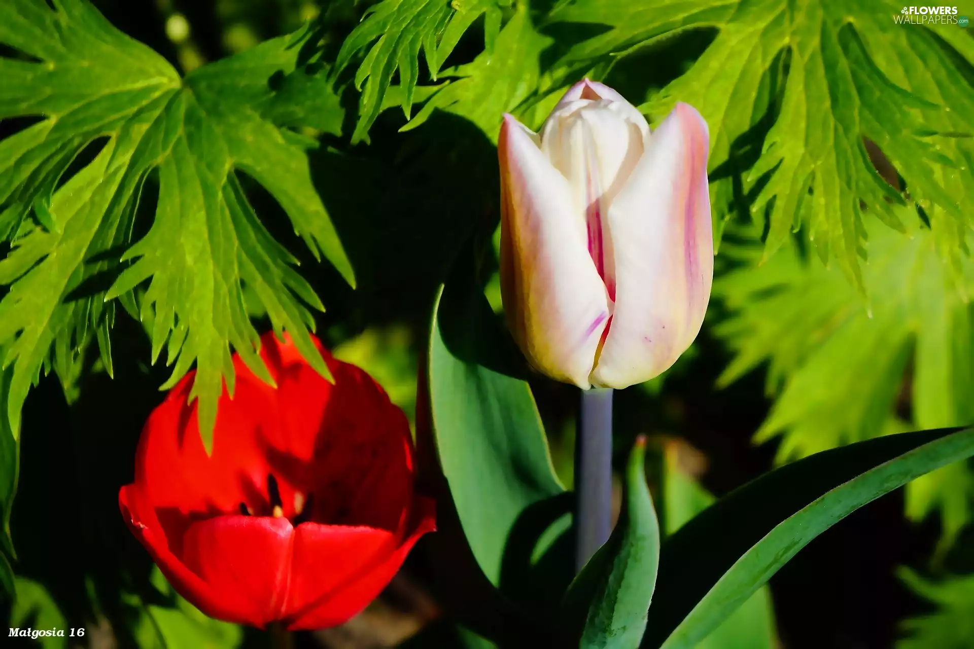 Leaf, Flowers, Tulips