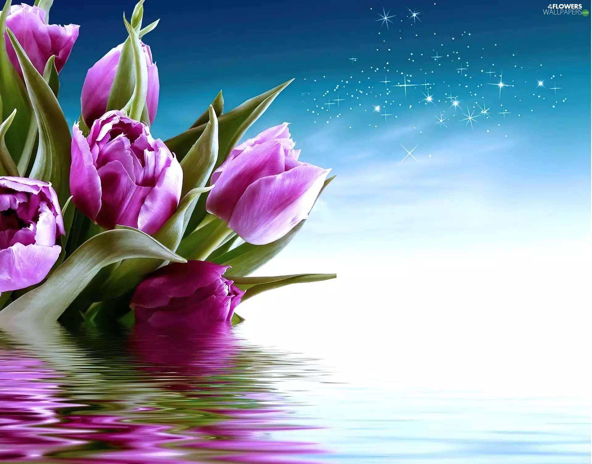 Leaf, purple, Tulips