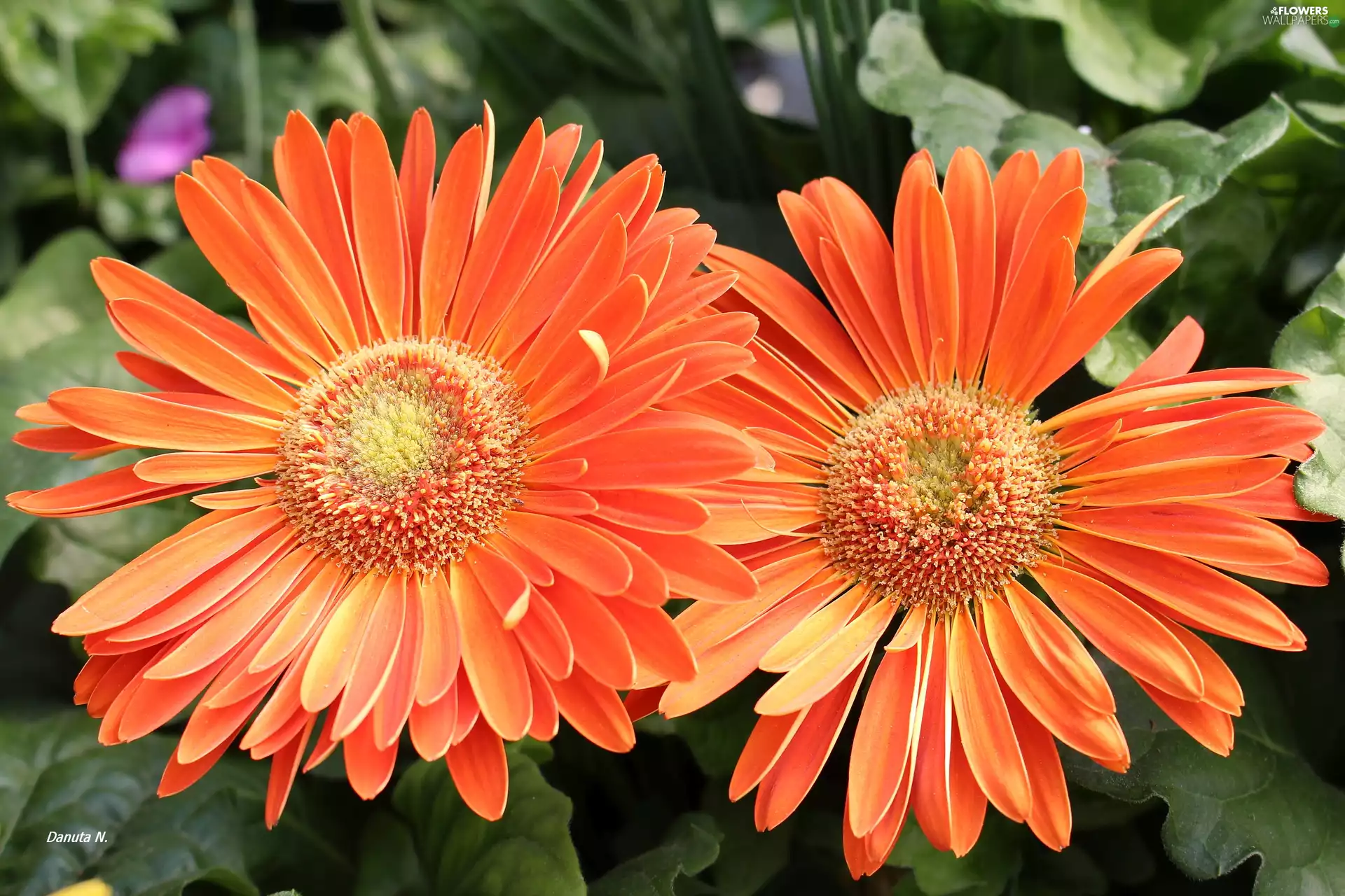 Orange, Leaf, Two, color, gerberas