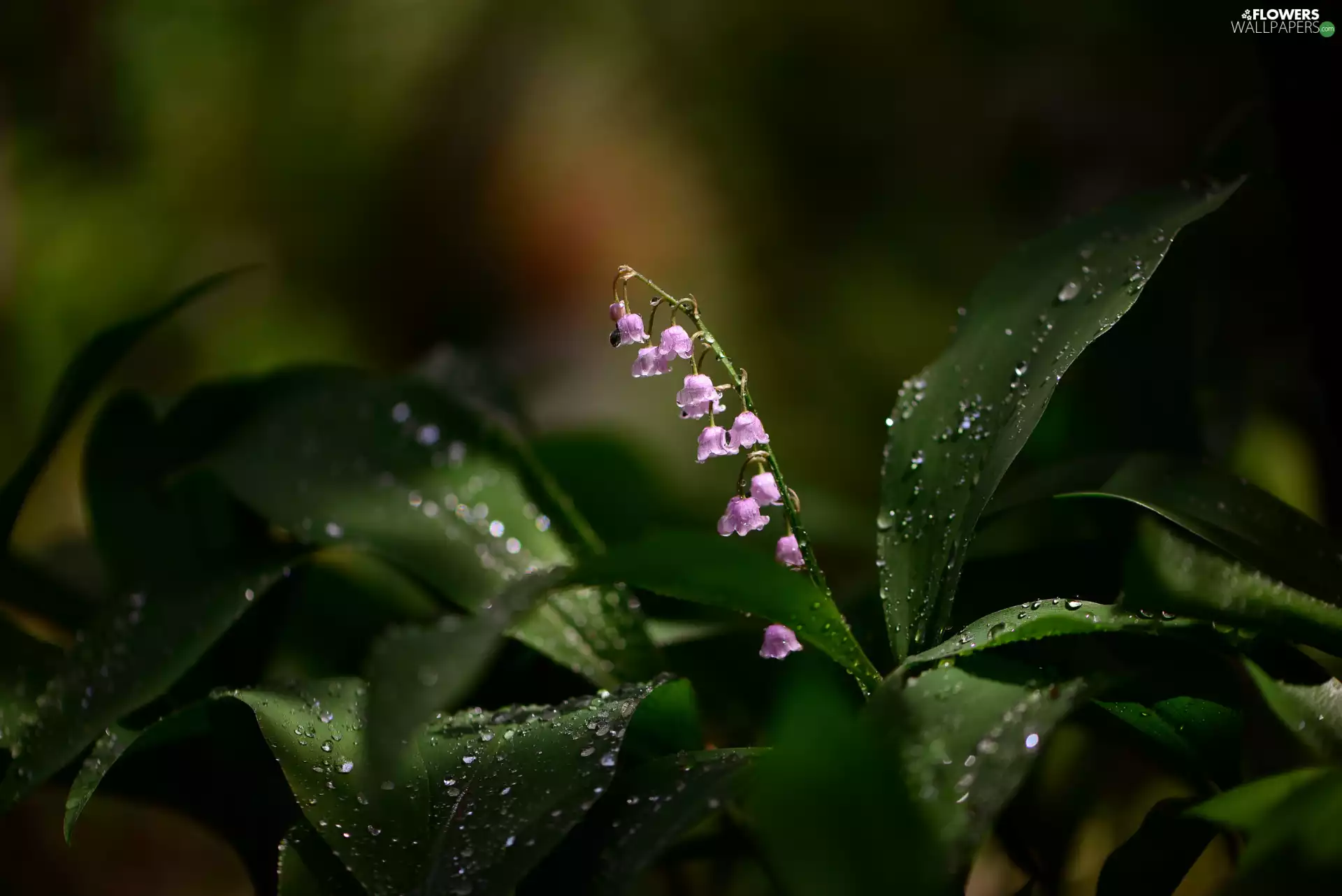 water, drops, lily of the Valley, Leaf, Flowers