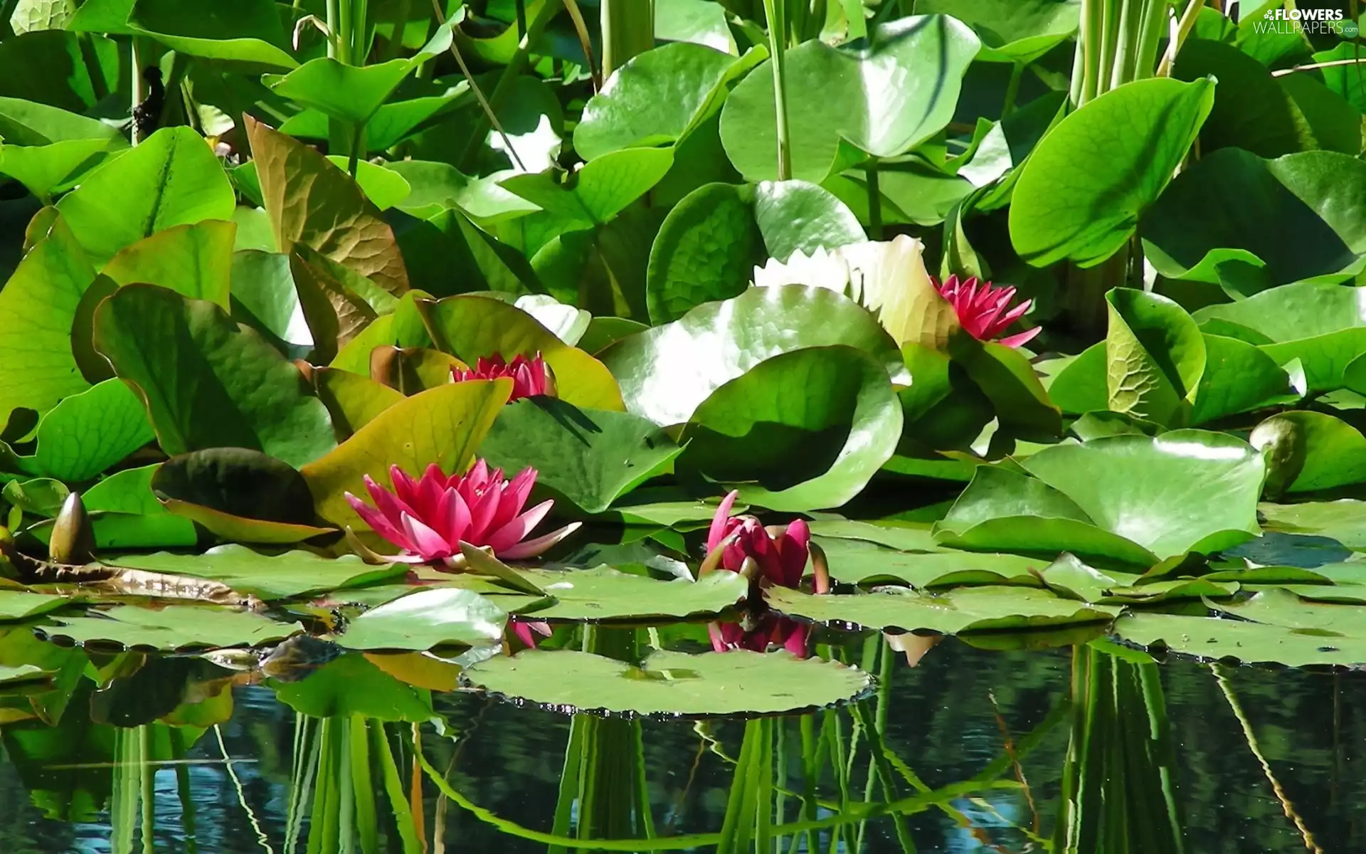 Leaf, lilies, water