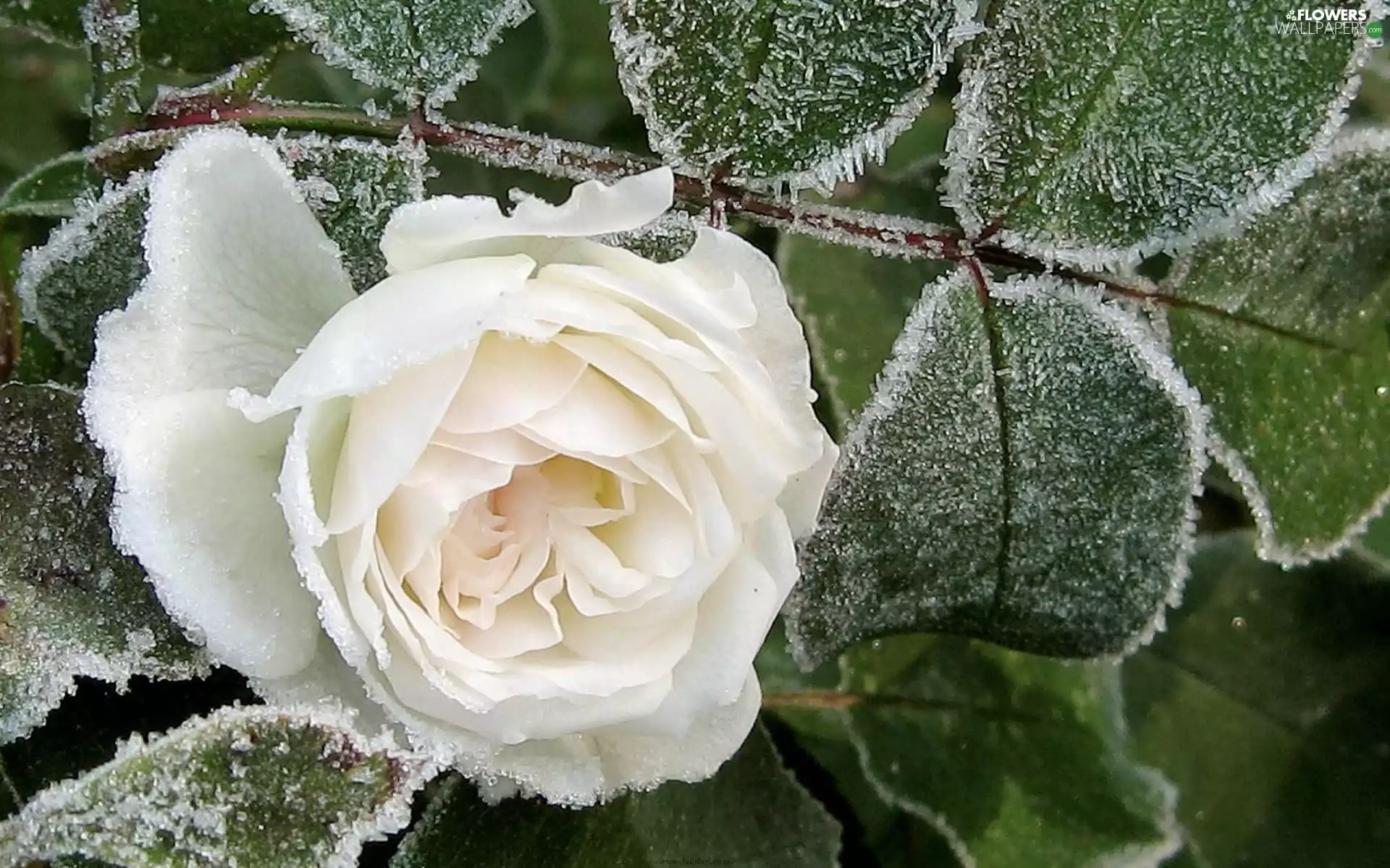 White, frozen, Leaf, rose