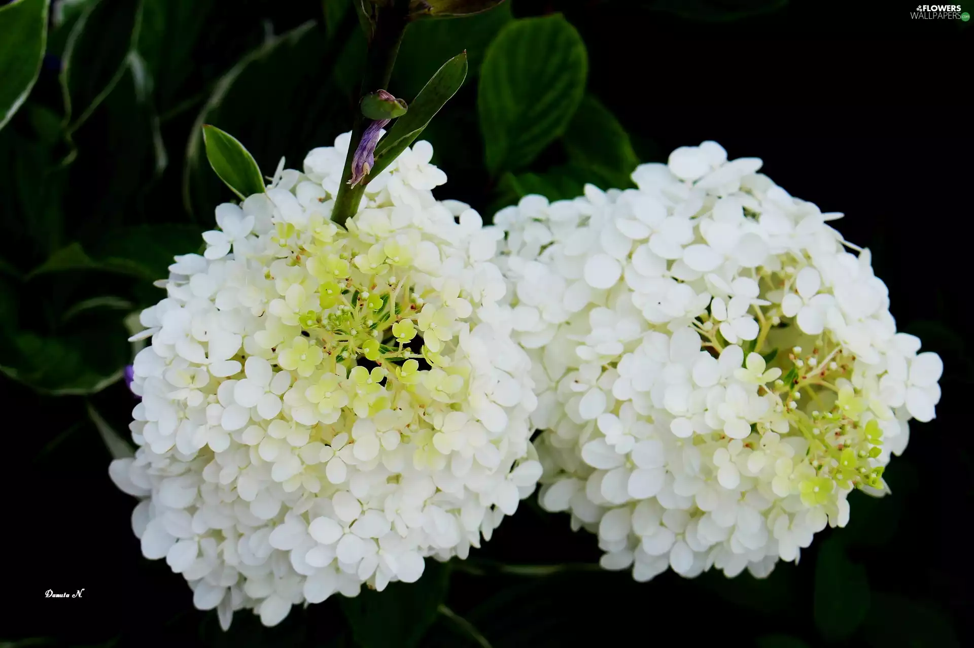 Leaf, hydrangea, White