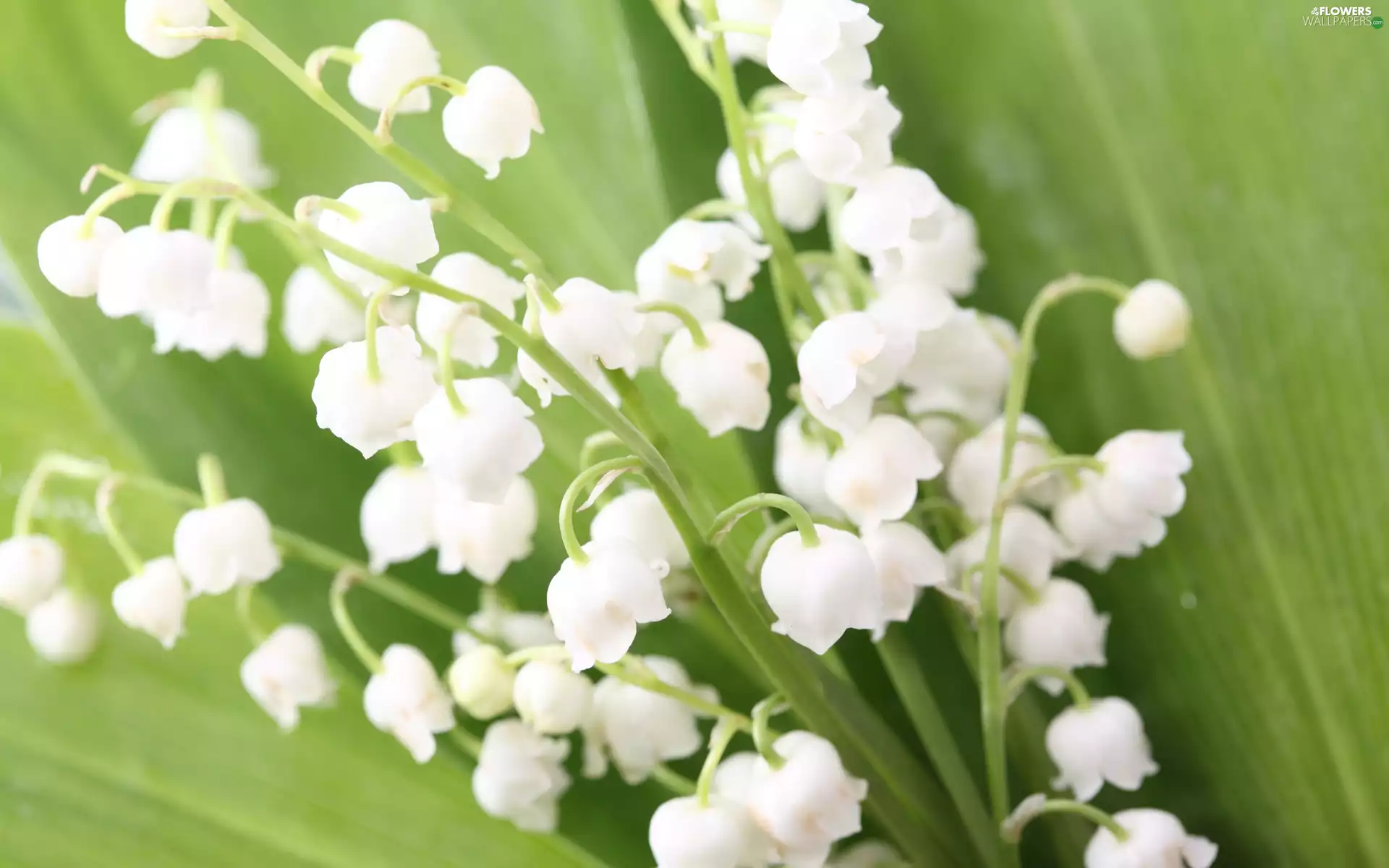 White, green ones, Leaf, lilies