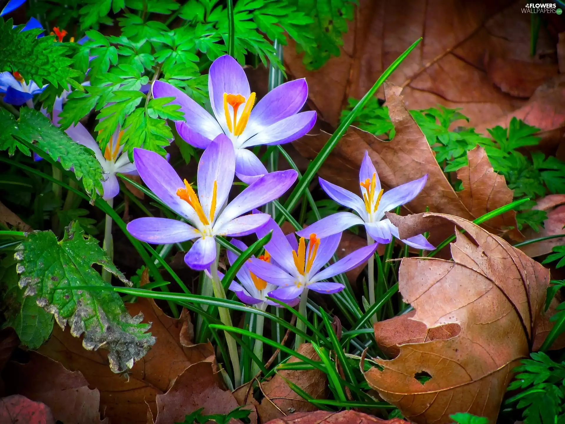 Leaf, crocuses, withered