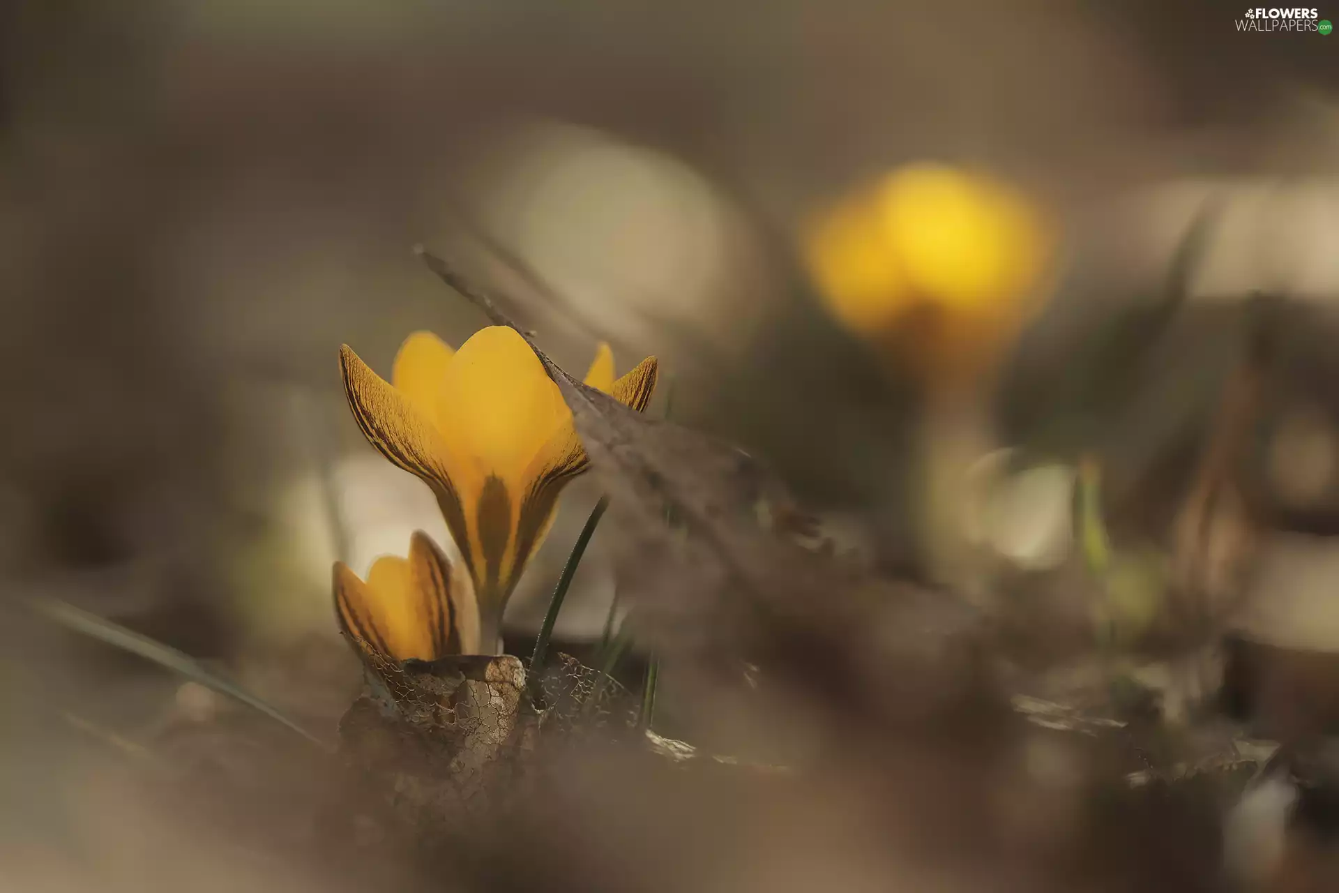 fuzzy, leaf, Yellow, Flowers, crocuses