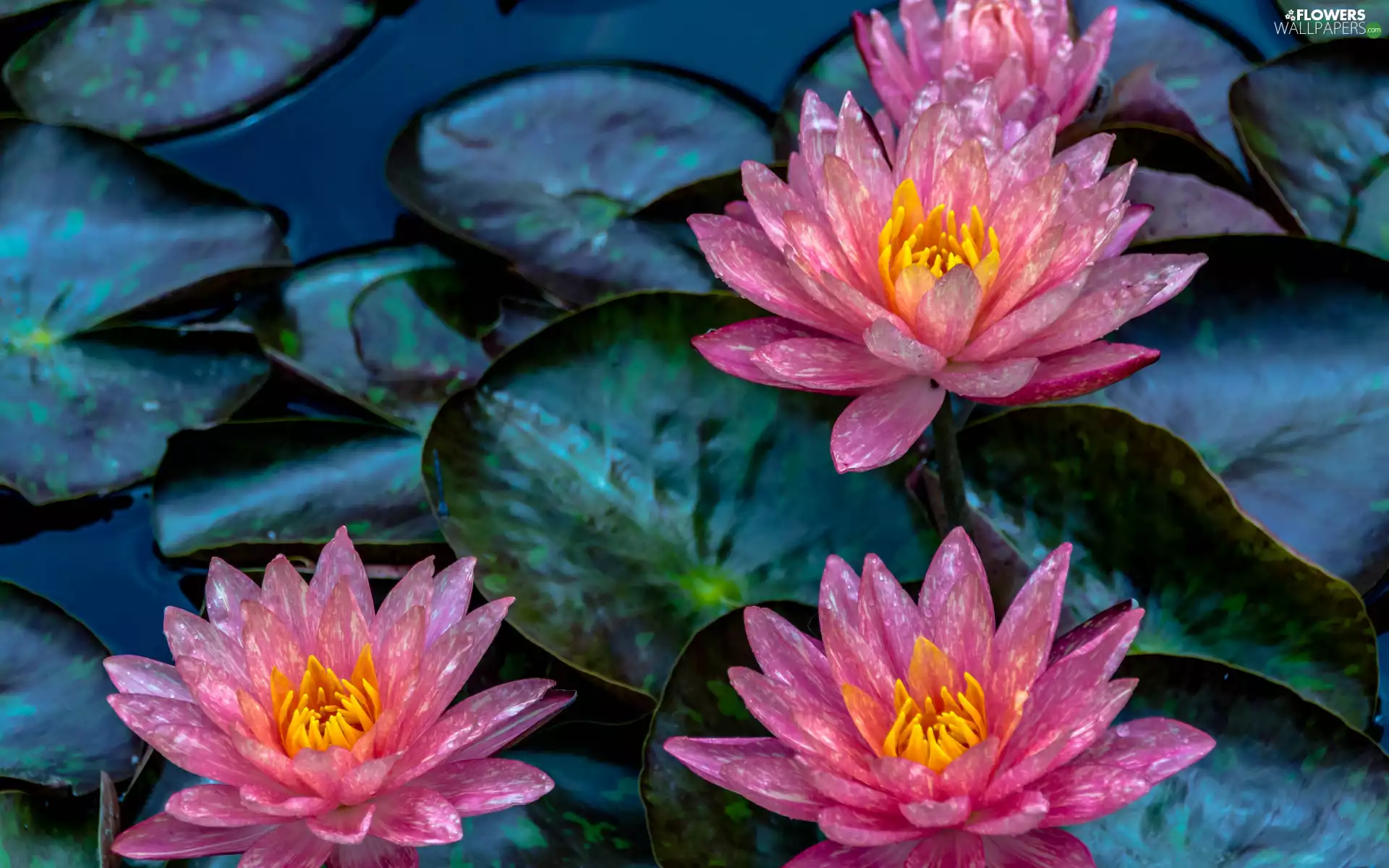 Flowers, Water lilies, Leaf, Pink-Yellow