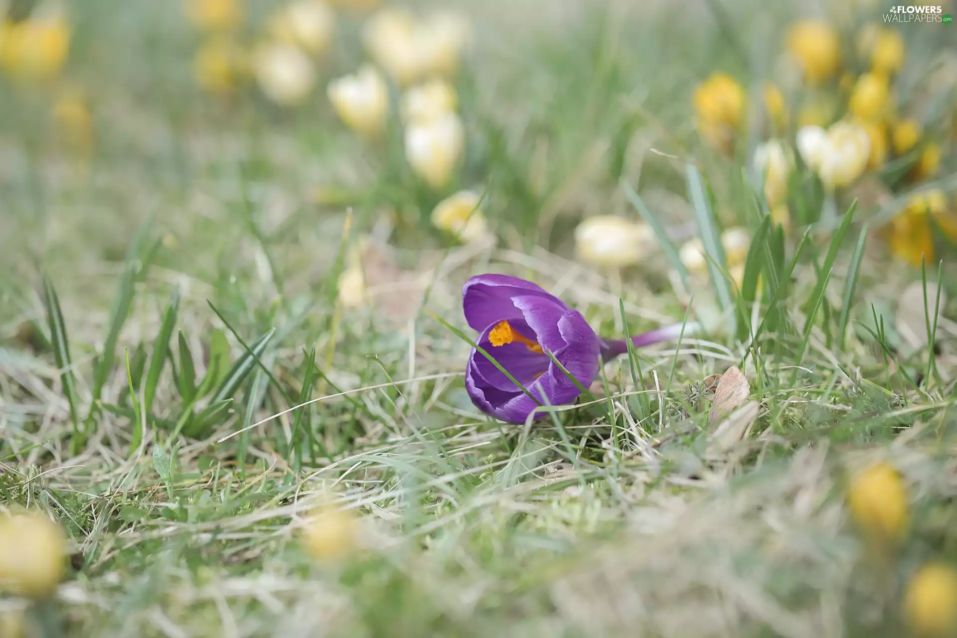 Violet, crocus, grass, leaning