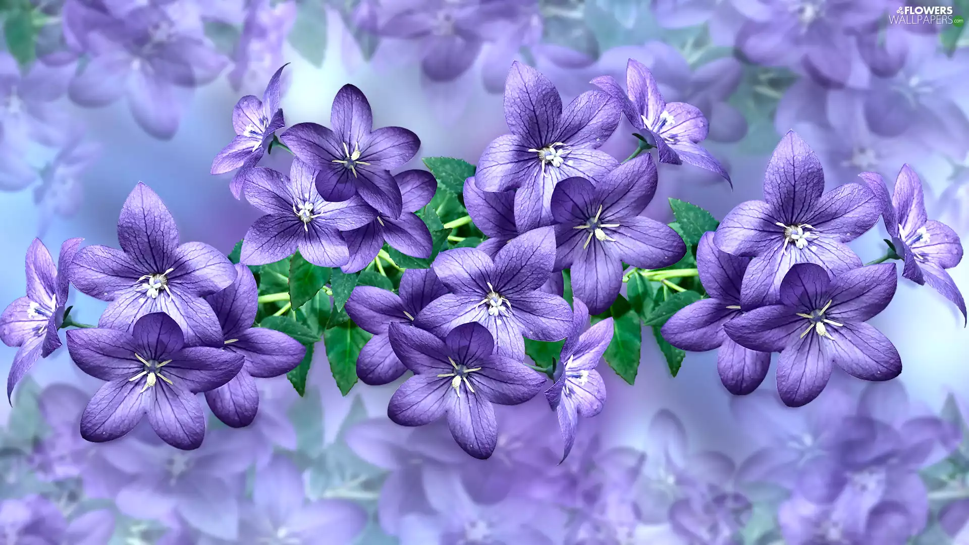 Flowers, leaves, 2D Graphics, ringtones - Flowers wallpapers: 1920x1080