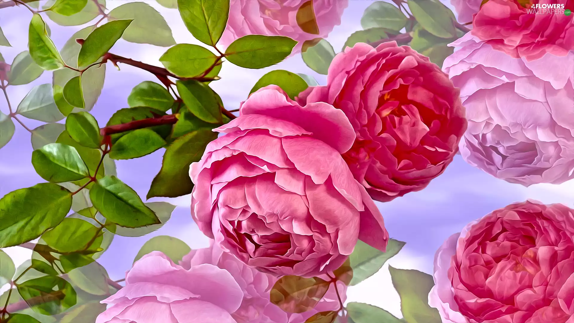 Flowers, leaves, 2D Graphics, roses