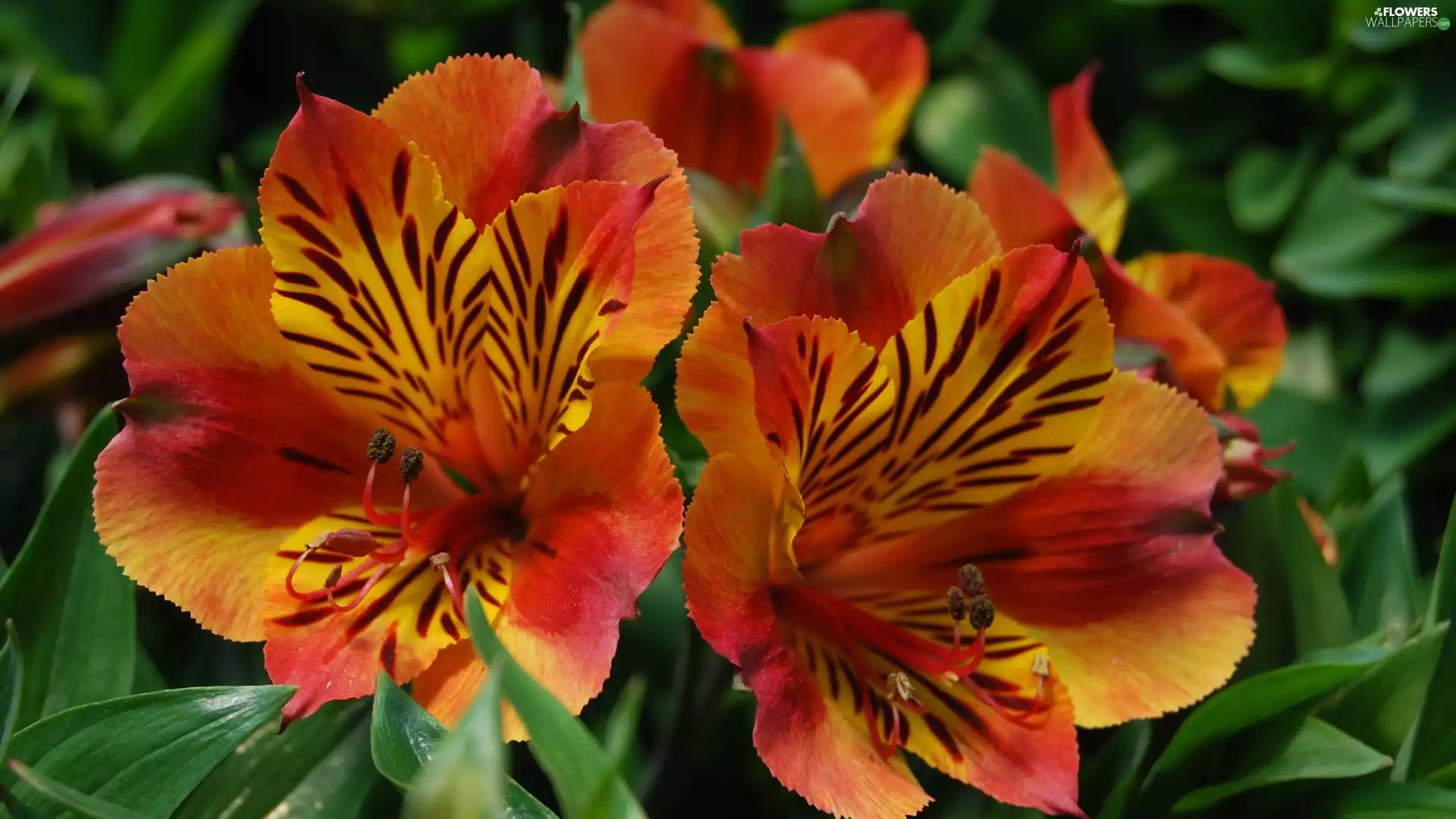 leaves, Orange, Alstroemeria