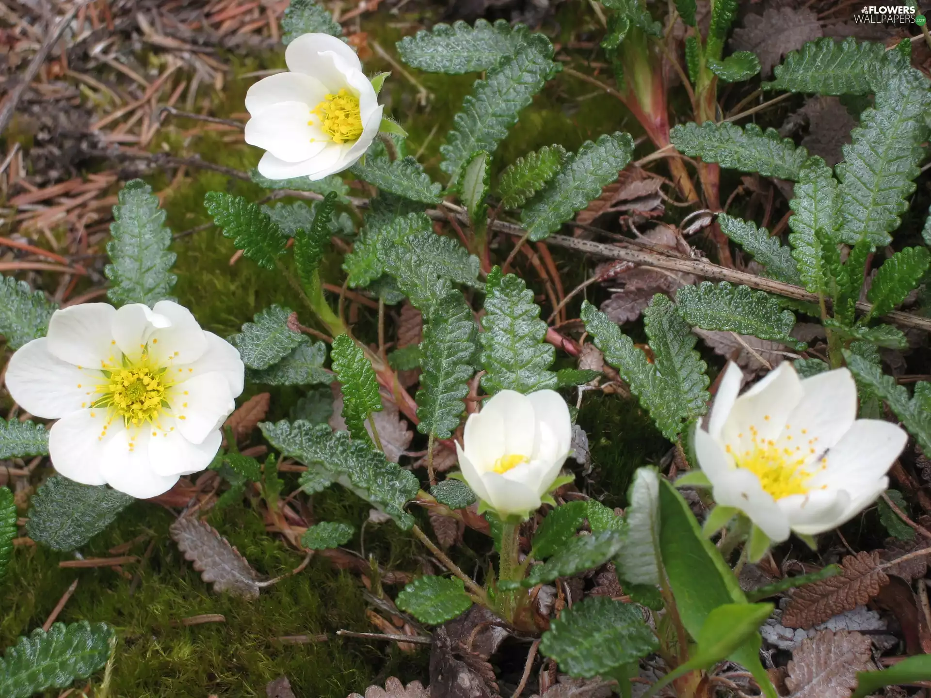 leaves, Flowers, avens