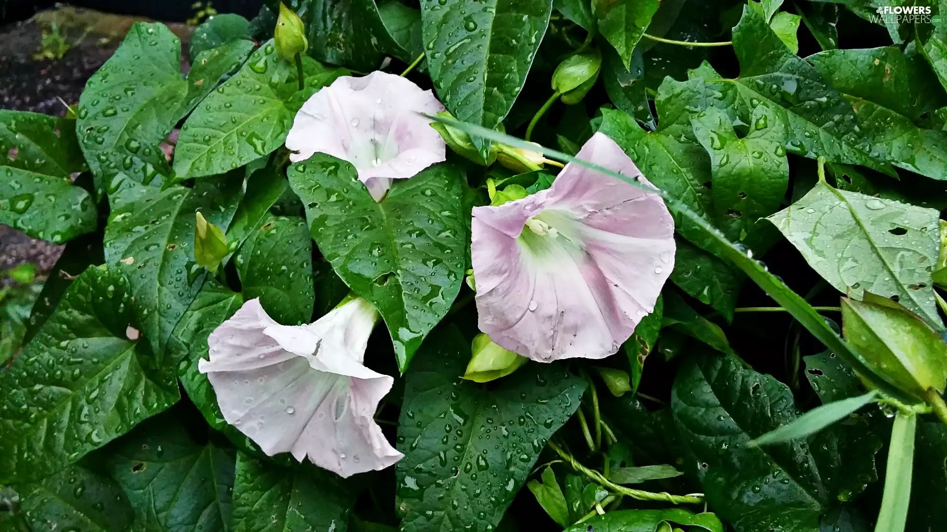 leaves, Flowers, bindweed