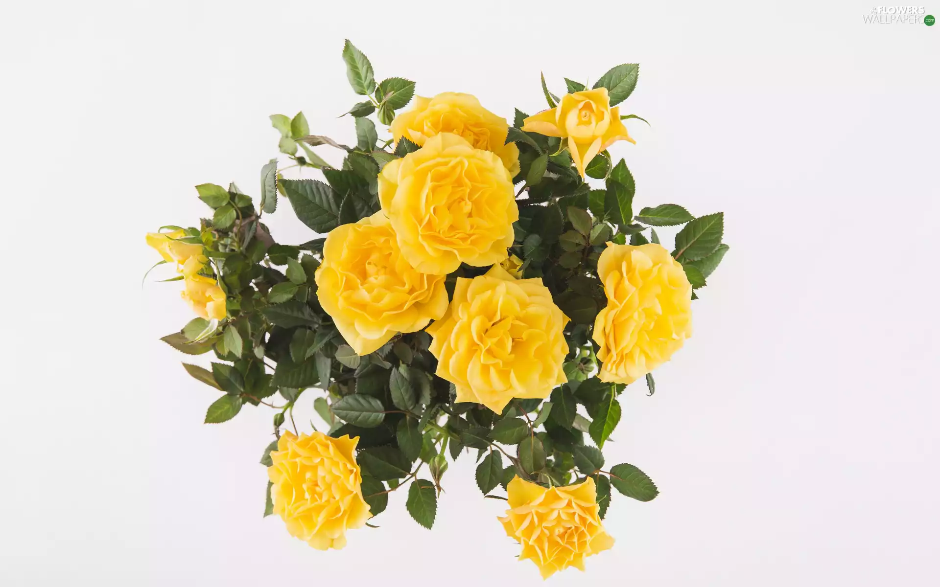 Yellow, leaves, bouquet, roses, Flowers