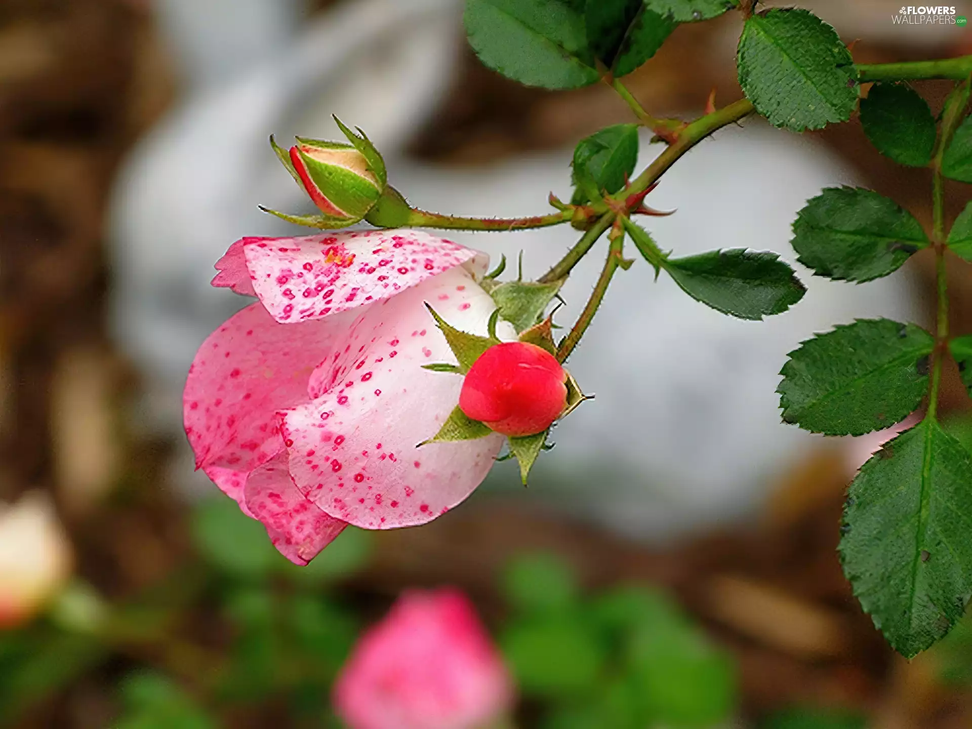 leaves, rose, Buds
