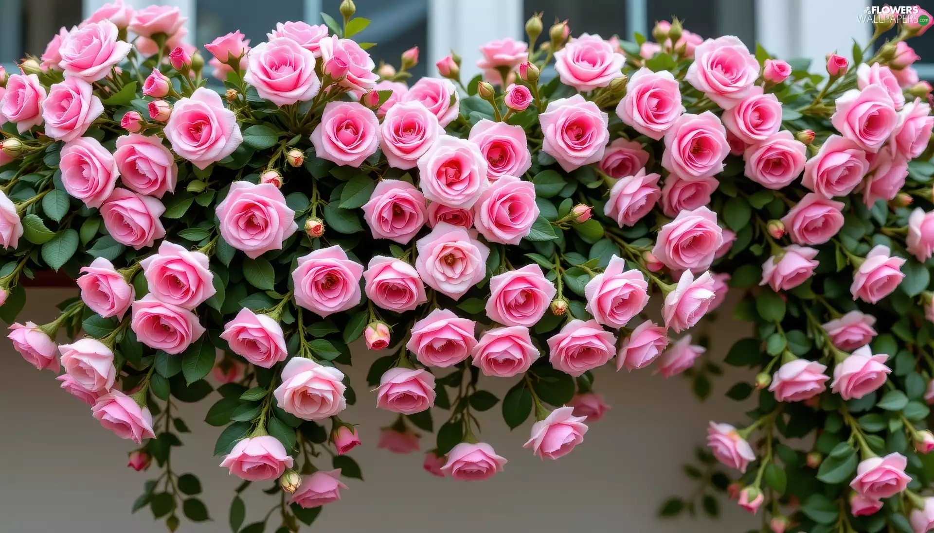 Pink, Flowers, Buds, leaves, roses, Climbing