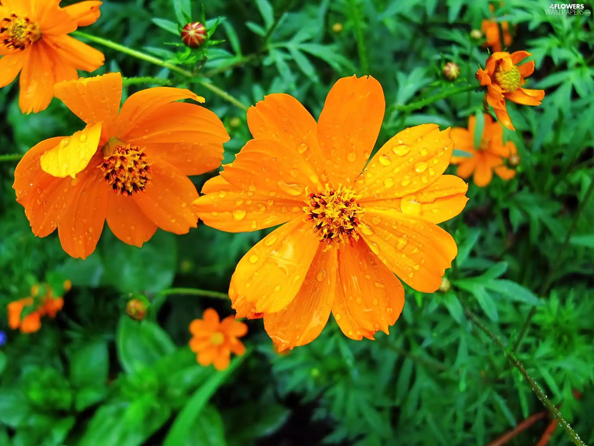 leaves, Flowers, Cosmos