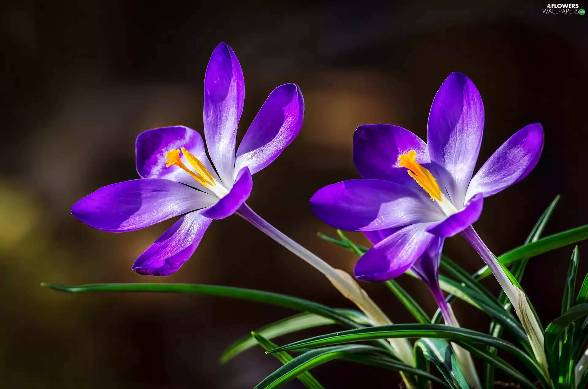 leaves, purple, crocuses