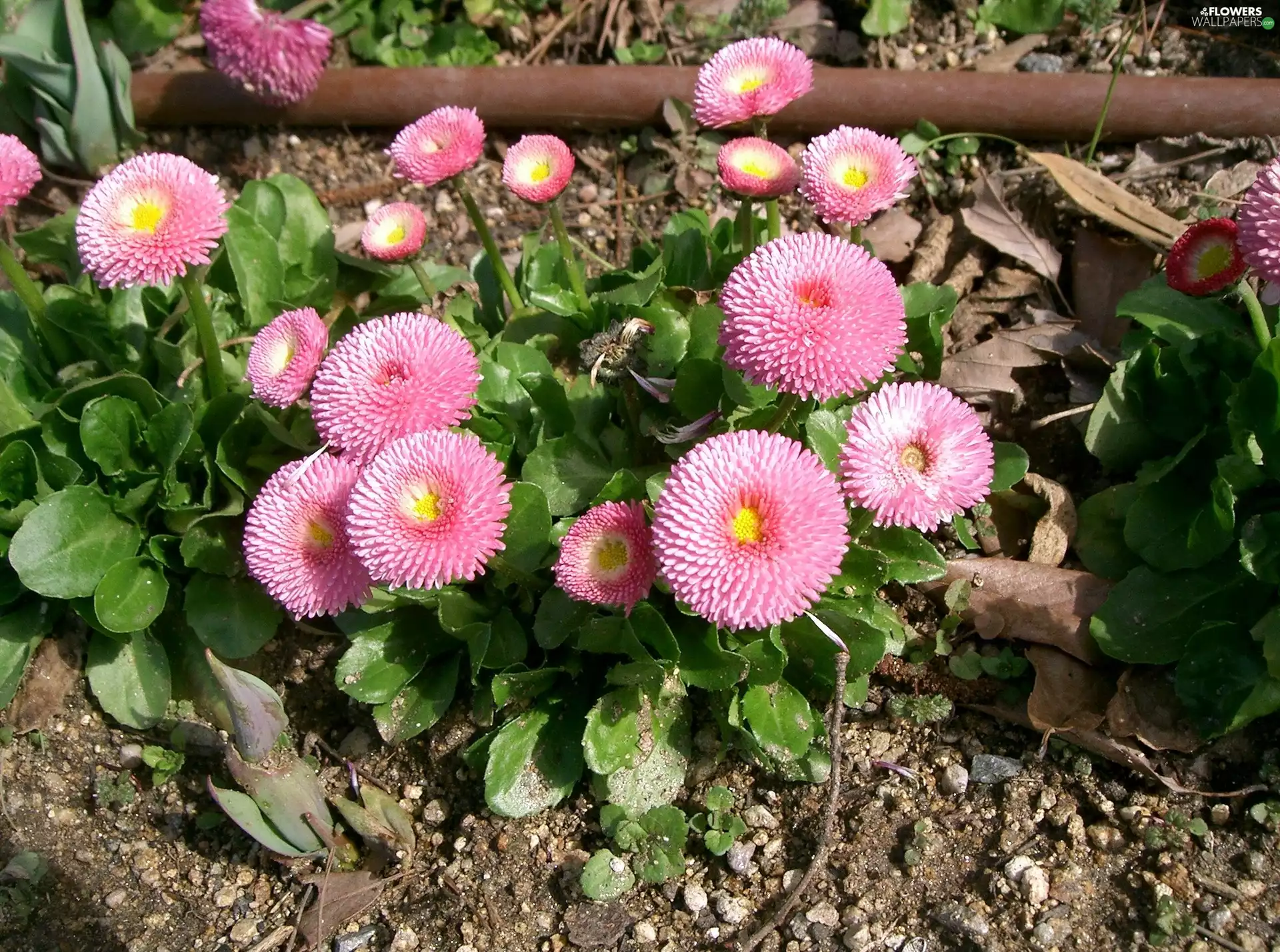 leaves, Pink, daisies