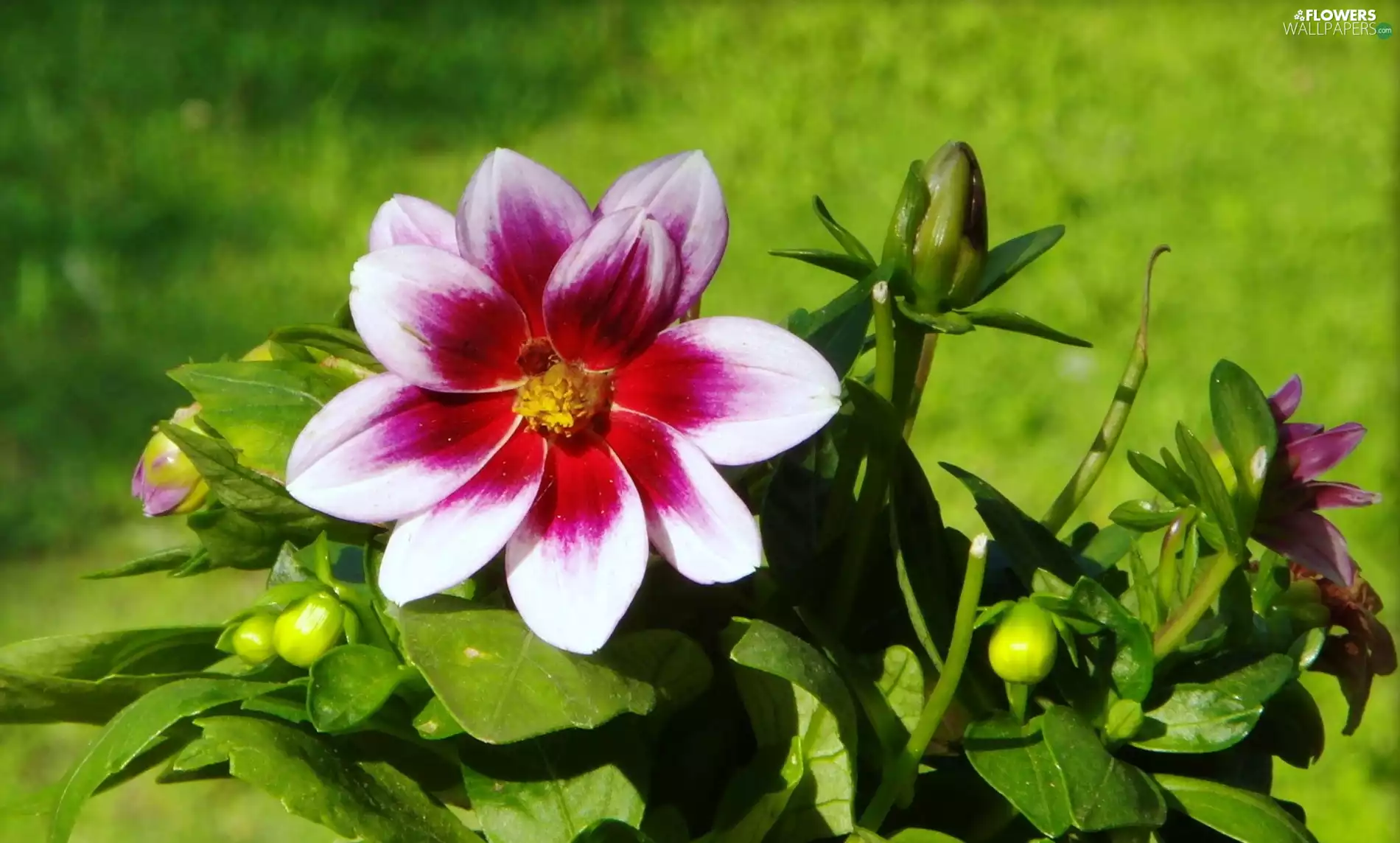 leaves, Dalia, donuts