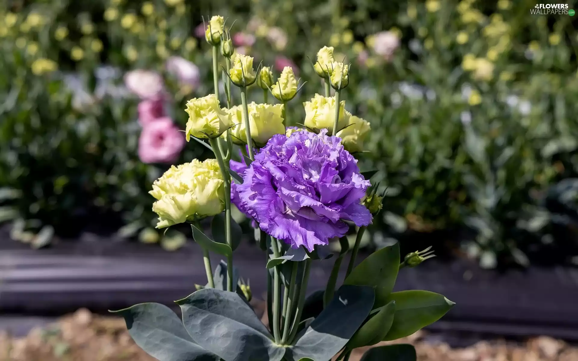 leaves, Flowers, Eustoma