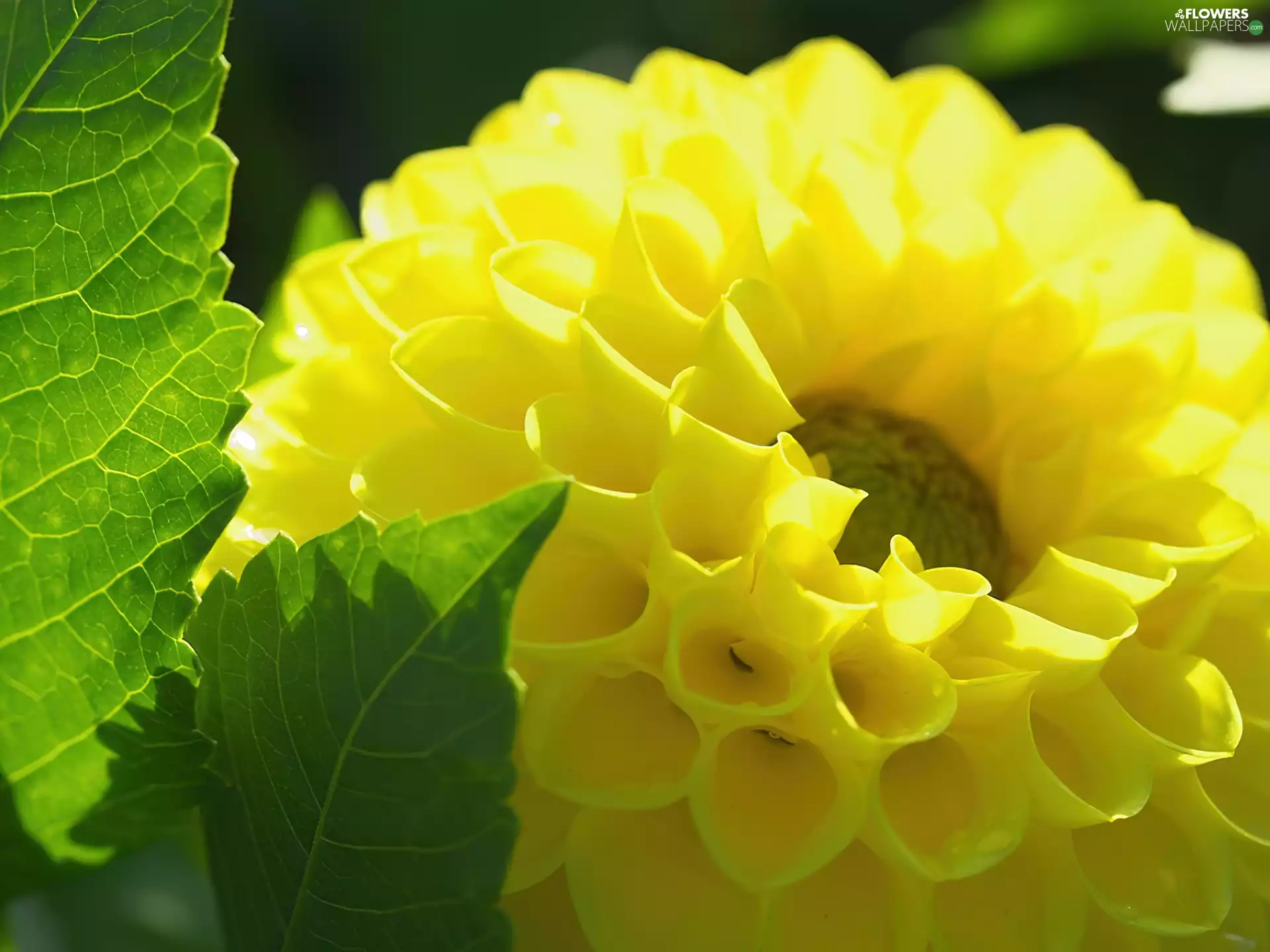 leaves, Yellow, Flower