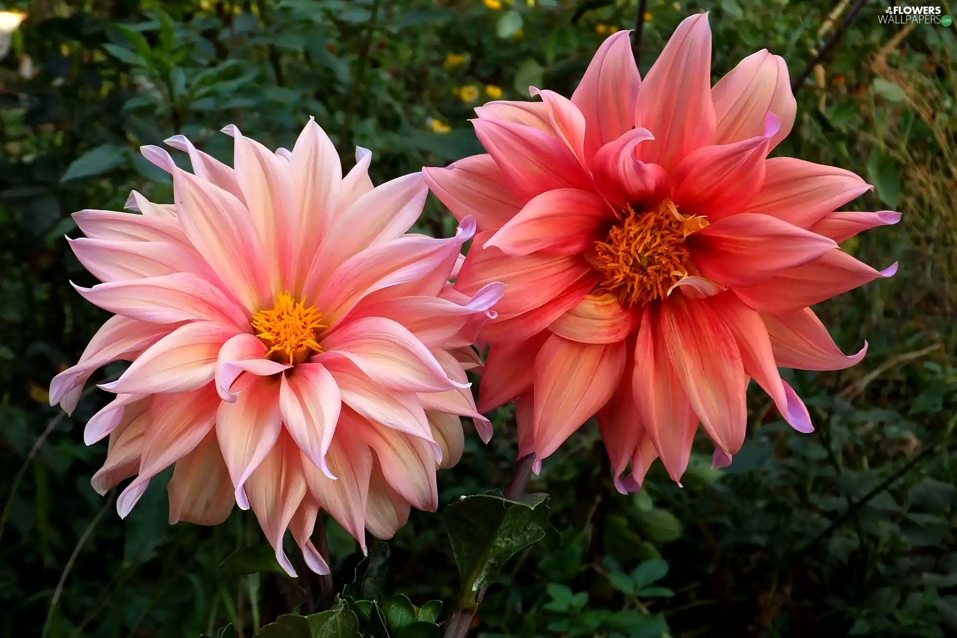 leaves, dahlias, Flowers