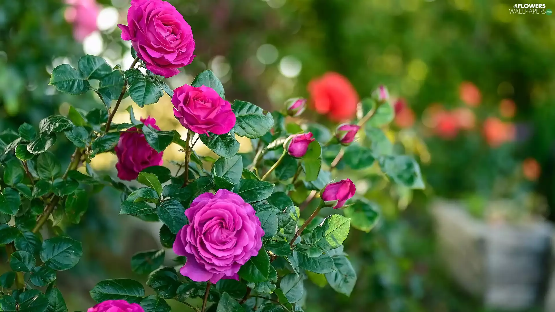 Buds, leaves, Flowers, roses, Pink