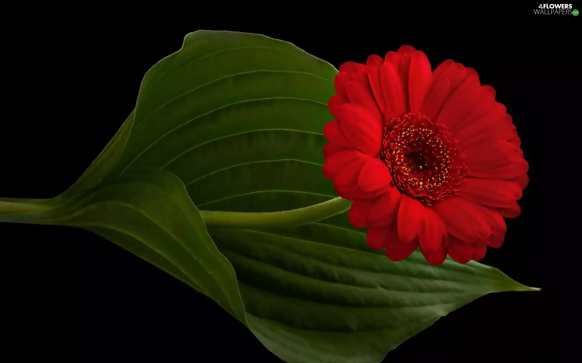 leaves, Flower, Gerbera