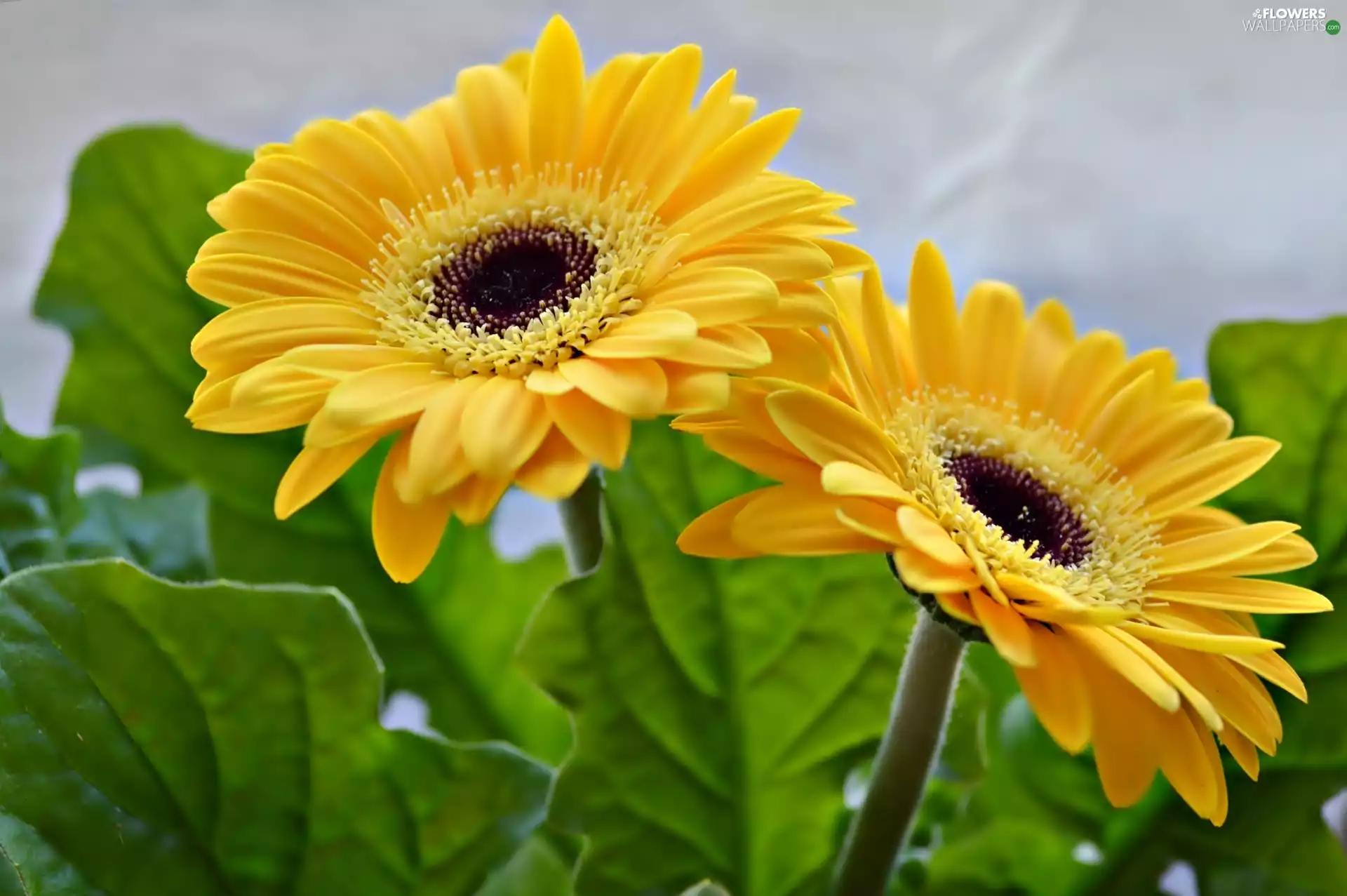 leaves, Yellow, gerberas