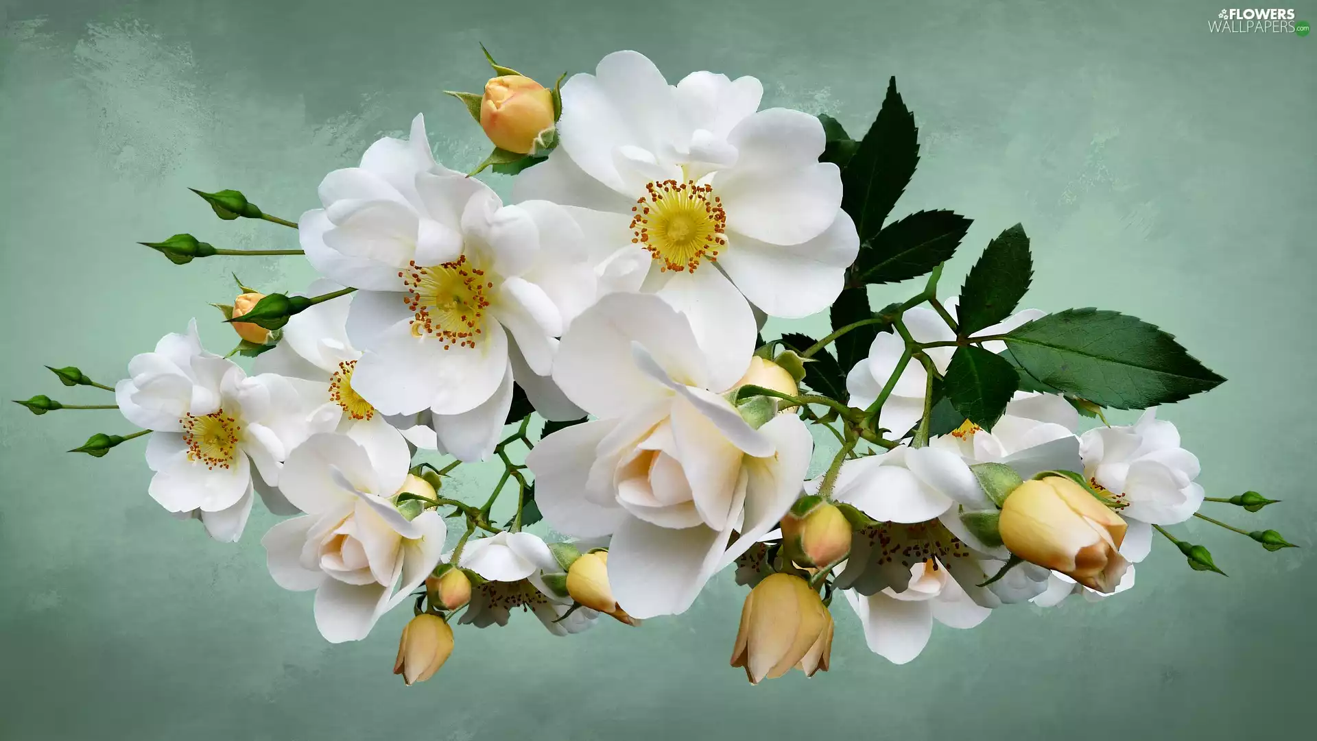Flowers, leaves, Green Background, roses