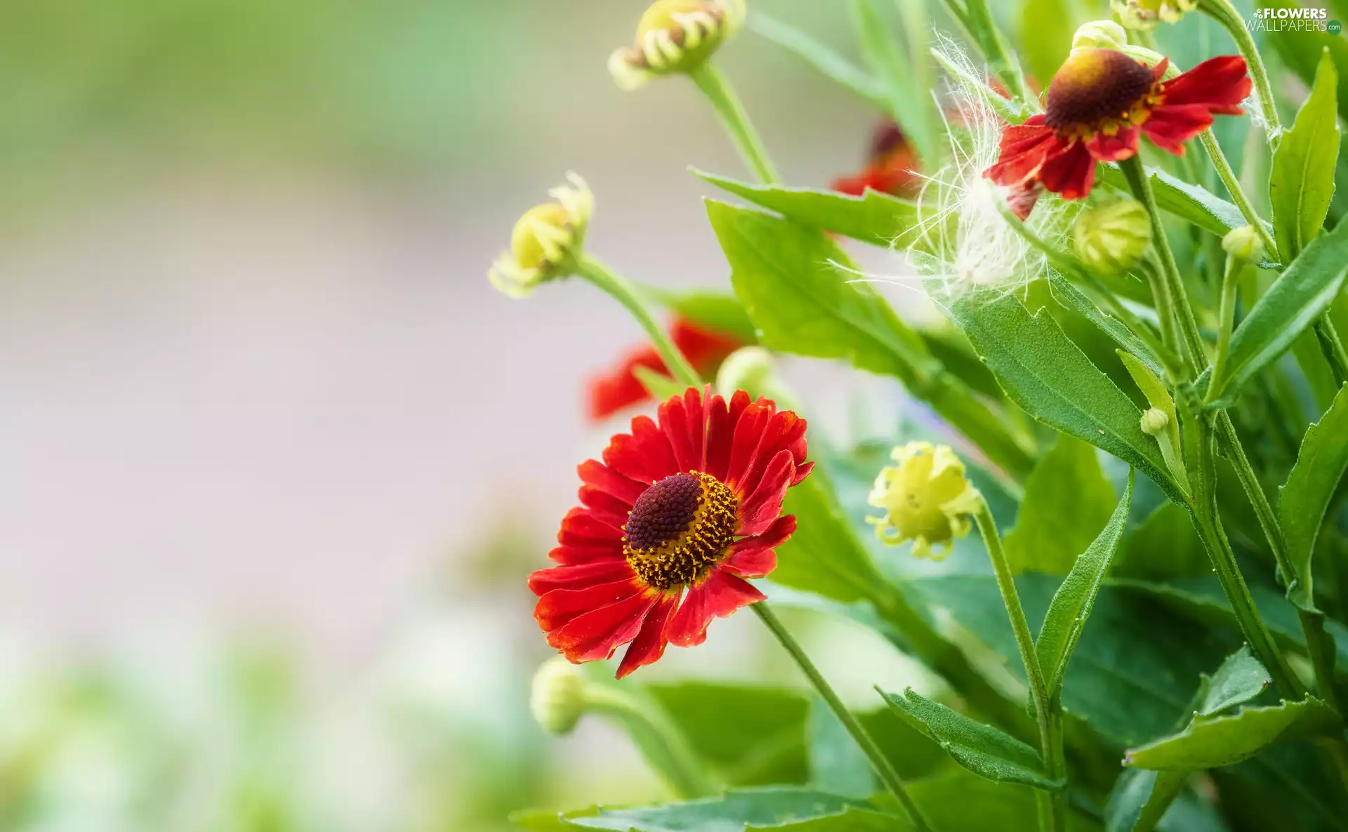leaves, Flowers, Helenium