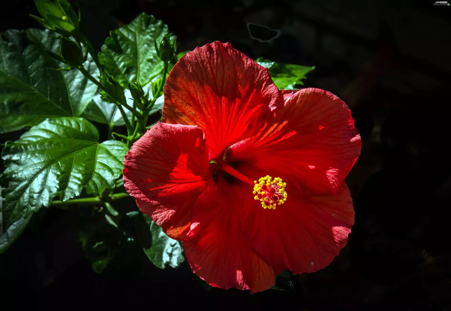 leaves, Red, hibiskus