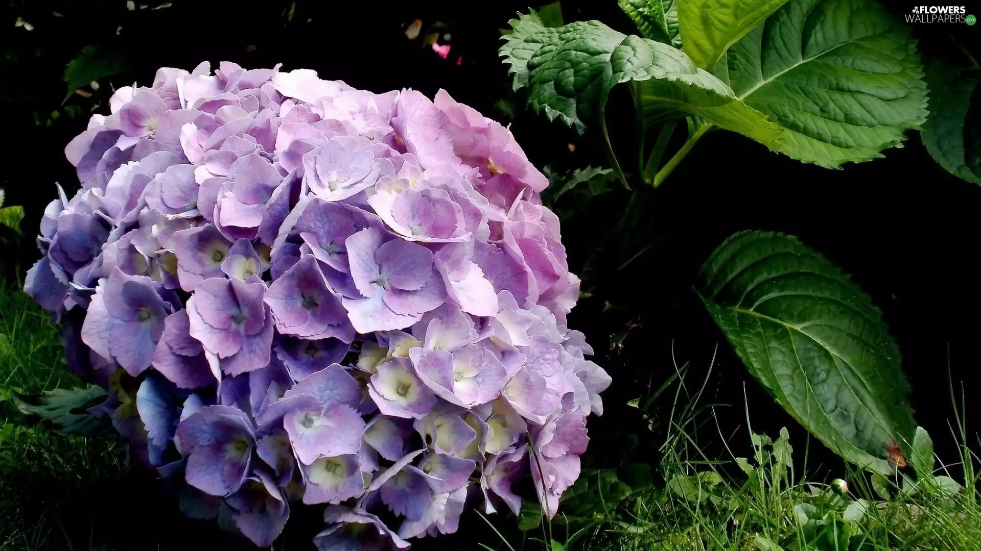 leaves, Violet, hydrangea