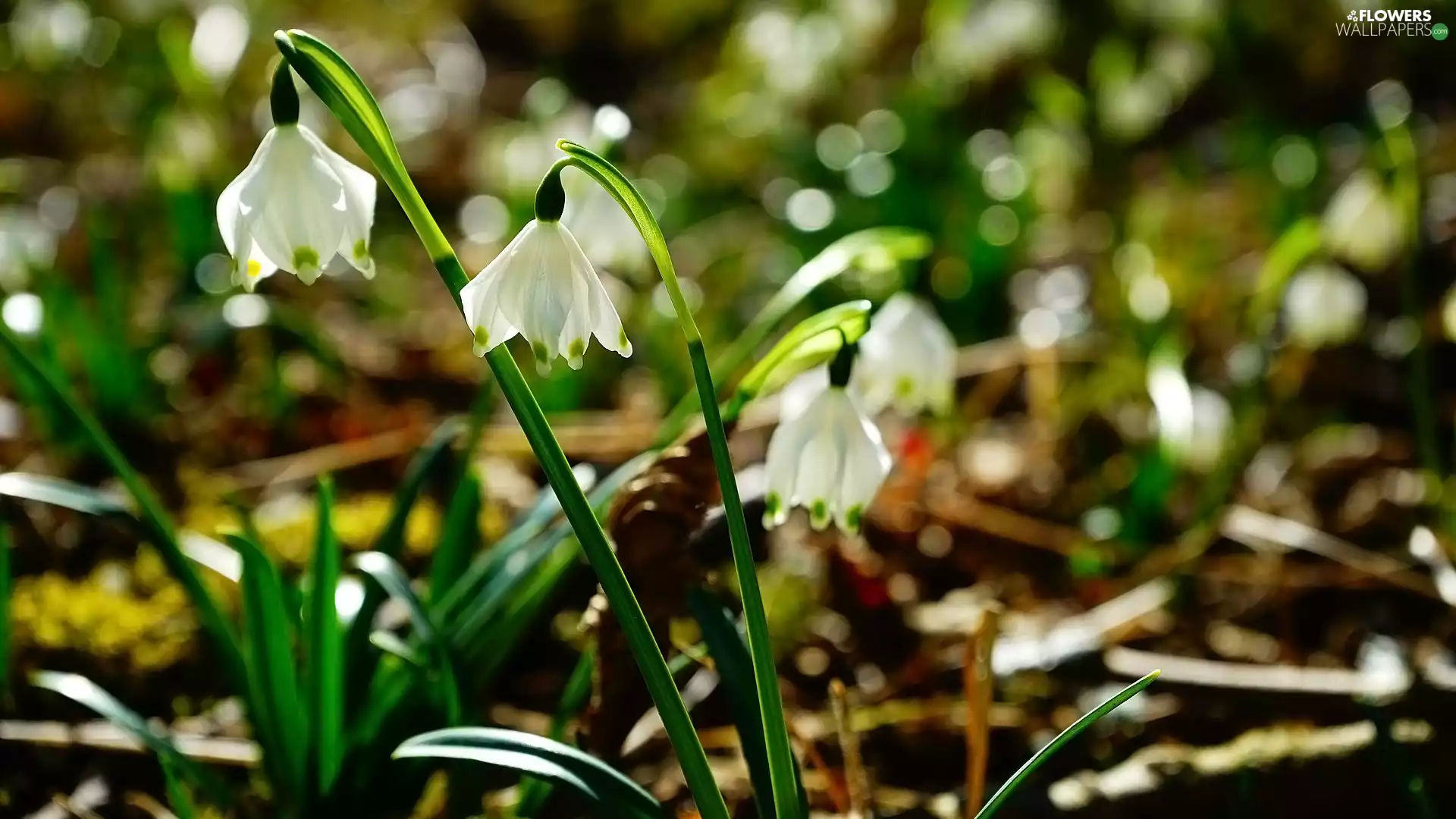 Leucojum, leaves, inclined, White, Flowers