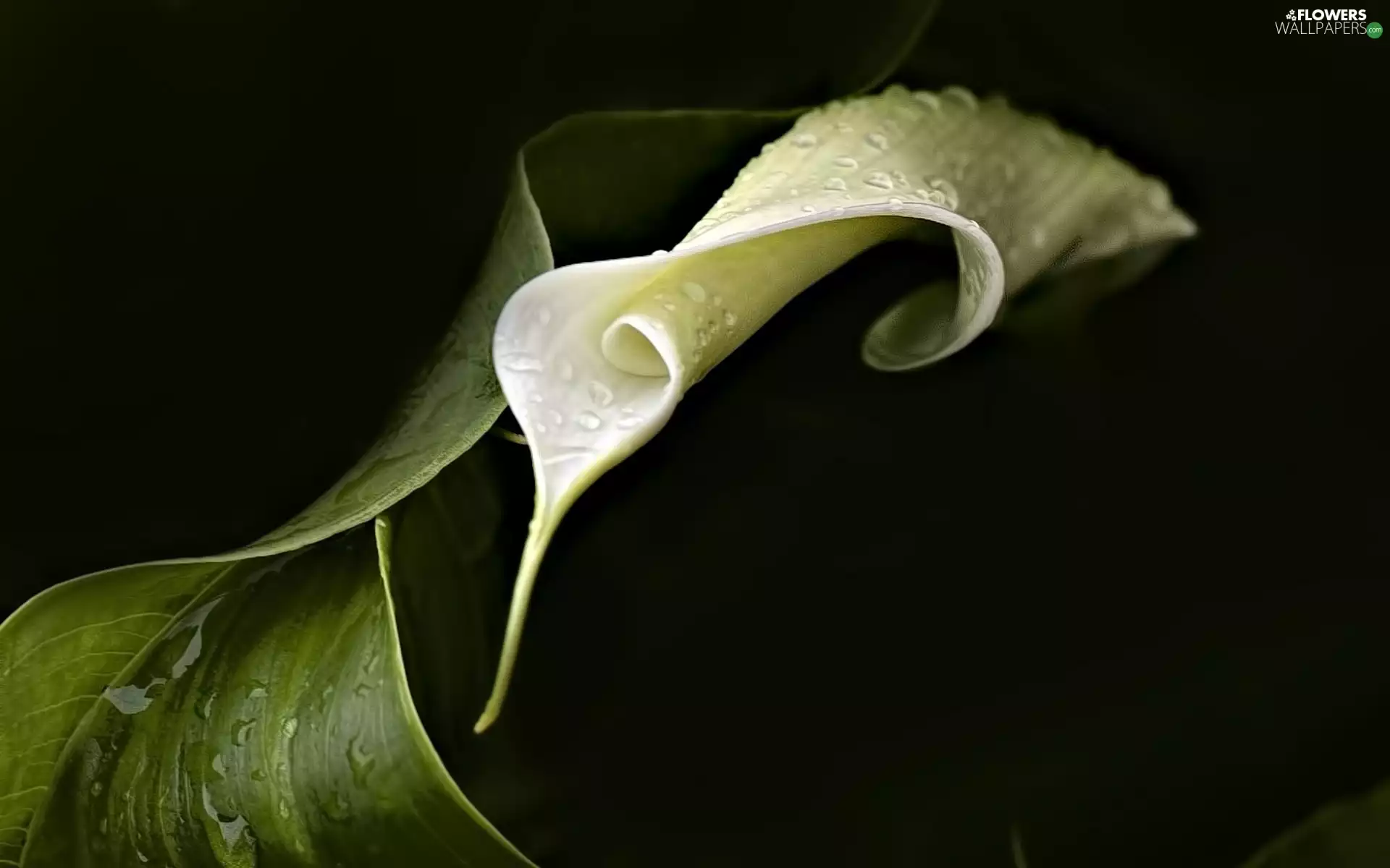 Leaves, White, Kalla